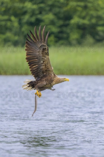 White-tailed eagle (Haliaeetus albicilla), in flight over a landscape of reeds and lakes with prey