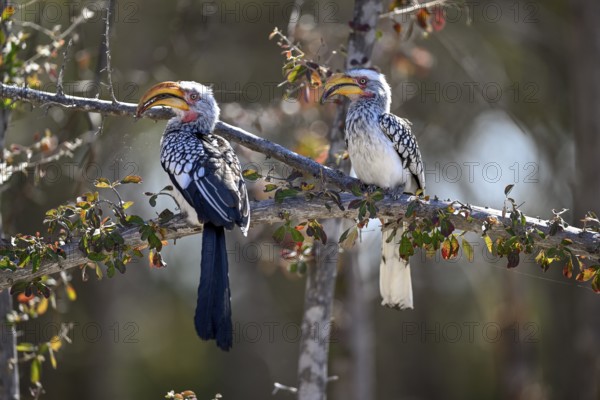 Southern yellow-billed tocos (Tockus leucomelas), Nxai Pan National Park, near Gweta, Central