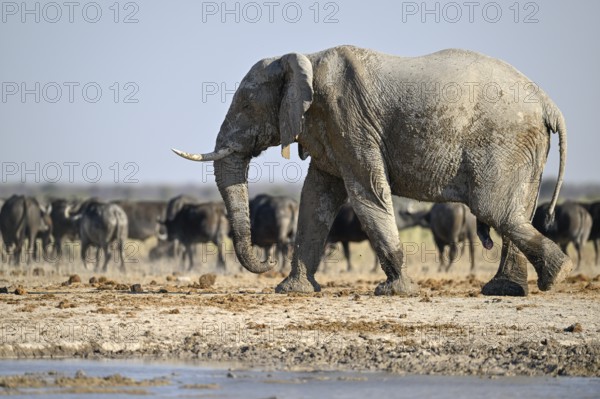African elephant (Loxodonta africana), Nxai Pan National Park, near Gweta, Central District,