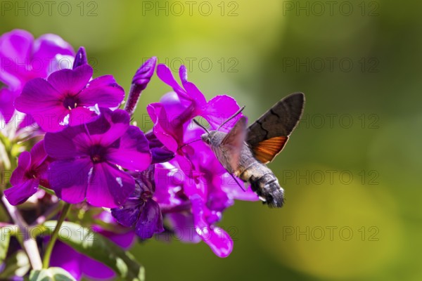 Pigeon tail (Macroglossum stellatarum), close-up, flying and hovering with its long, unrolled