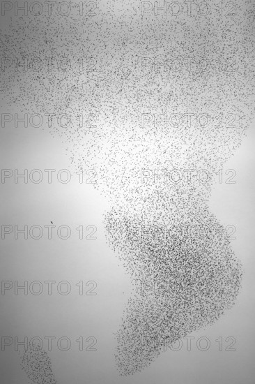 Starling (Sturnus vulgaris), huge flock forms an impressive pattern in the sky in the formation