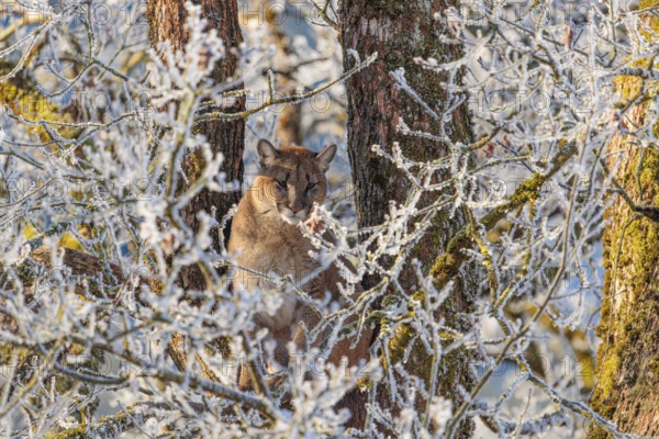 An adult female cougar (Puma concolor) sits high up in a frost-covered oak tree on a sunny, cold