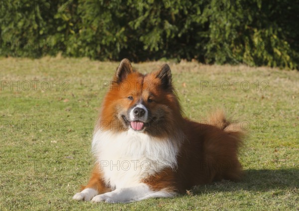 Large Elo (Canis lupus familiaris), male dog, 3 years old, lying on a meadow, North