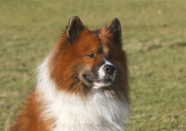 Large Elo (Canis lupus familiaris), male 3 years portrait, side view, North Rhine-Westphalia,