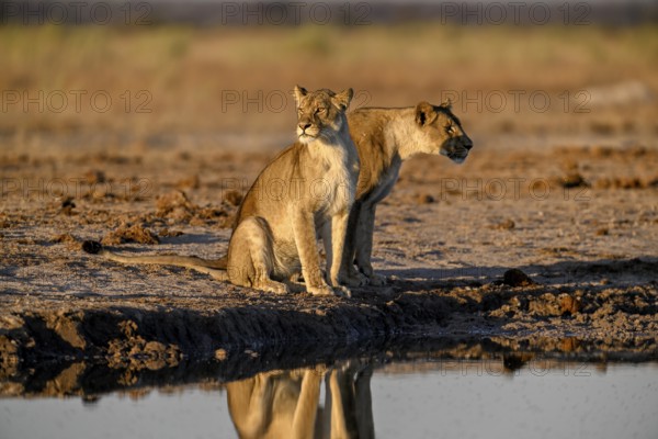 Two lionesses (Panthera leo) in the morning light at the Nxai Pan waterhole, Nxai Pan National