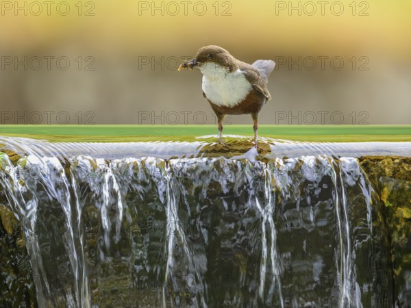 White-throated White-throated Dipper (Cinclus cinclus), standing on the edge of a weir with insects
