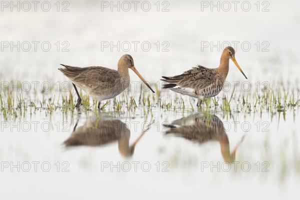 Two black-tailed godwits (Limosa limosa) standing in shallow water, reflecting the surroundings,