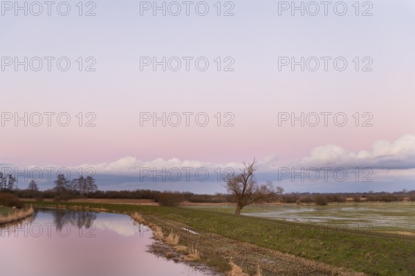 A single bare willow tree (Salix spec.) stands in a vast landscape under a pink sky at dusk at the