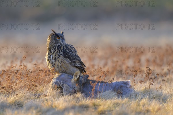 Eurasian Eagle-owl (Bubo bubo), on a roe deer (Capreolus capreolus), roadkill, Swabian Alb