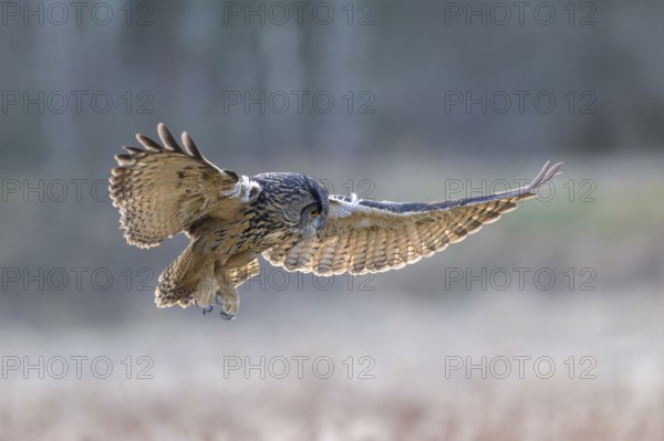Eurasian Eagle-owl (Bubo bubo), in flight over a meadow in the last light, backlight, Swabian Alb