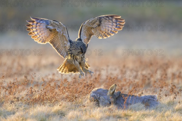 Eurasian Eagle-owl (Bubo bubo), approaching a roe deer (Capreolus capreolus), roadkill, Swabian Alb