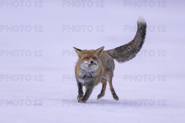 Red fox (Vulpes vulpes), with caught mouse on a meadow covered with snow, Swabian Alb biosphere