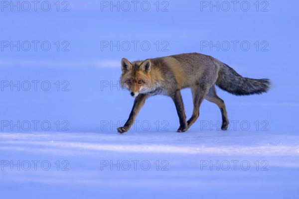 Red fox (Vulpes vulpes), foraging in a meadow covered with snow, Swabian Alb biosphere reserve,