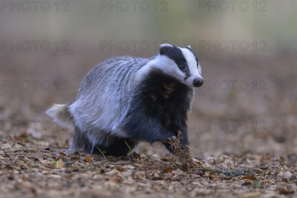 European badger (Meles meles), foraging in a beech forest, Swabian Alb biosphere reserve,