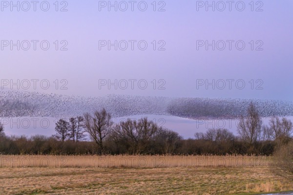 A flock of starlings (Sturnus vulgaris) forms impressive patterns in front of a colourful sky at
