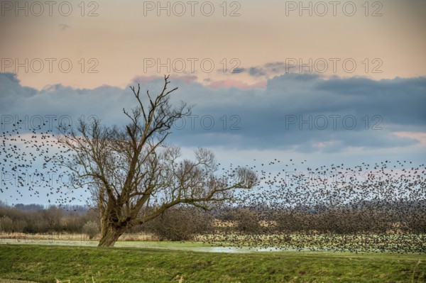 A flock of starlings (Sturnus vulgaris) flies into a bare willow (Salix spec.) standing at the