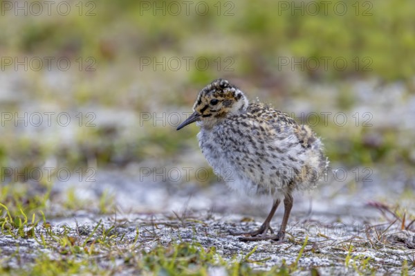 Purple sandpiper (Calidris maritima) chick, young on the tundra in summer, Svalbard, Spitsbergen,