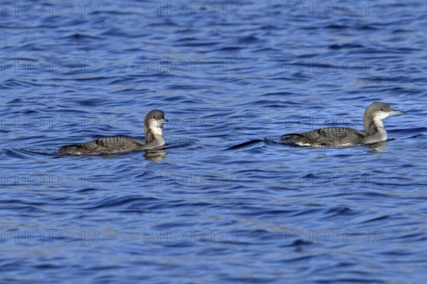 Two black-throated loons, Arctic loon, black-throated diver (Gavia arctica) in non-breeding plumage