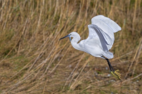Little egret (Egretta garzetta) in flight, taking off from coastal wetland with caught fish prey in