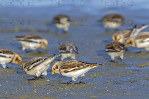 Snow buntings (Plectrophenax nivalis, Emberiza nivalis) flock in winter plumage foraging on sandy