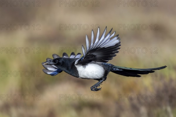 Eurasian magpie, common magpie (Pica pica) adult in flight, landing with spread open wings in