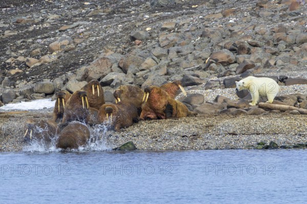Lone polar bear (Ursus maritimus) attacking Atlantic walruses resting at haulout on beach along the