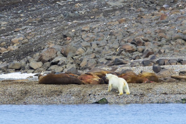 Lone polar bear (Ursus maritimus) stalking Atlantic walruses sleeping at haulout on beach along the
