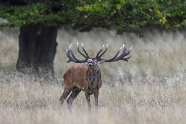 Red deer (Cervus elaphus) stag performing the flehmen response in grassland at edge of oak forest