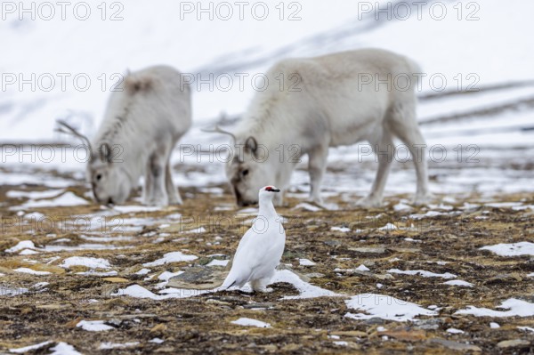 Rock ptarmigan (Lagopus muta) male / cock in white winter plumage and Svalbard reindeer foraging on