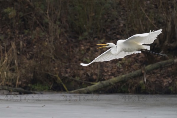 A Great White Egret (Ardea alba) flying over ice-covered water, Hesse, Germany