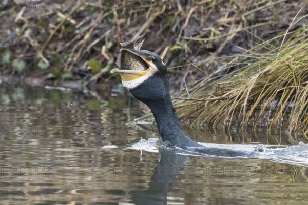 Cormorant (Phalacrocorax carbo) in the water with fish in its beak, Hesse, Germany