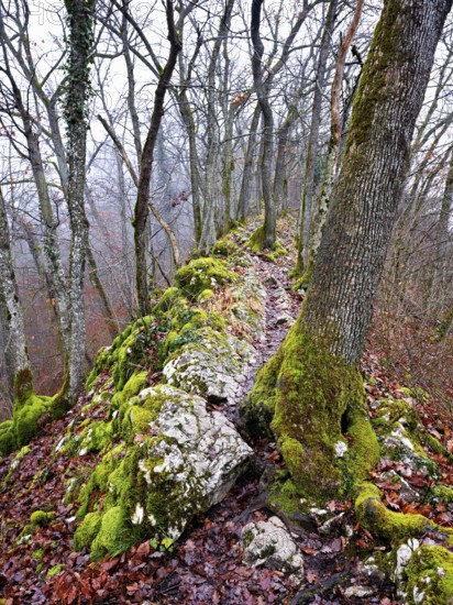 Moss-covered trees surrounded by distinctive limestone formation, Lägerngrat, Baden, Canton Aargau,