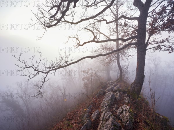 Limestone trail leads through forest covered with moss trees, Lägerngrat, Baden, Aargau Canton,