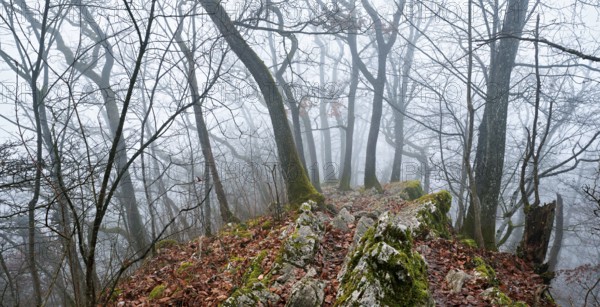 Trees surrounded by moss-covered, distinctive limestone formation, Lägerngrat, Baden, Canton
