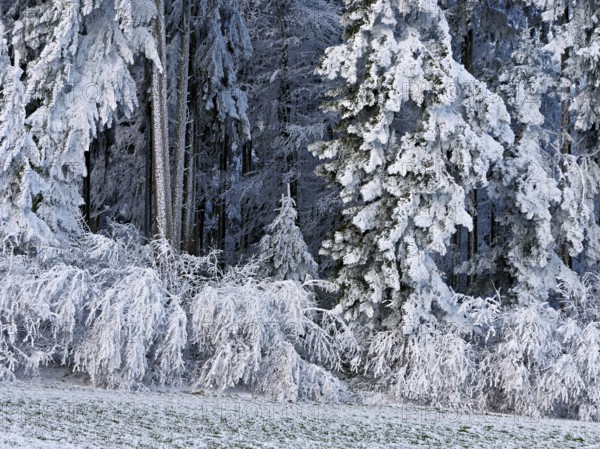 Winter landscape with forest and meadows in hoarfrost, Beinwil, Freiamt, Canton of Aargau,