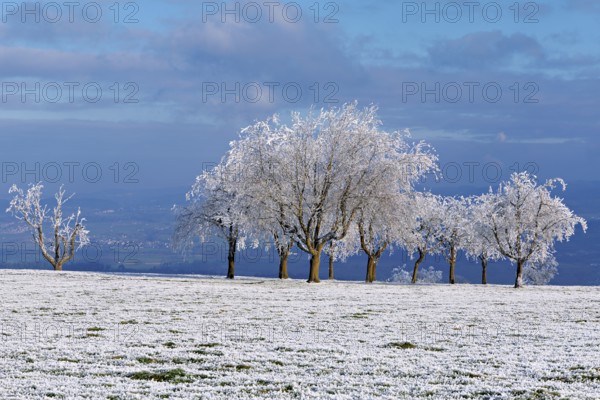 Winter landscape with trees and meadows in hoarfrost, Beinwil, Freiamt, Canton of Aargau,
