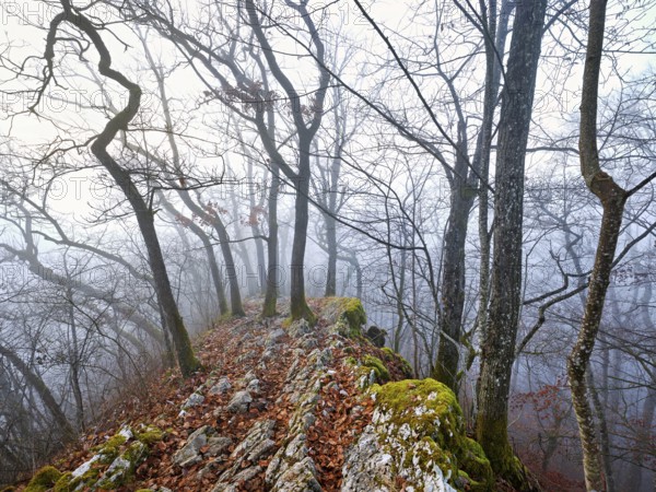 Trees surrounded by moss-covered, distinctive limestone formation, Lägerngrat, Baden, Canton