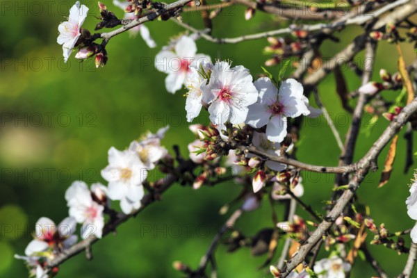 Almond blossom, blossoming branch, almond tree (Prunus dulcis), Agrigento, Sicily, Southern Italy,
