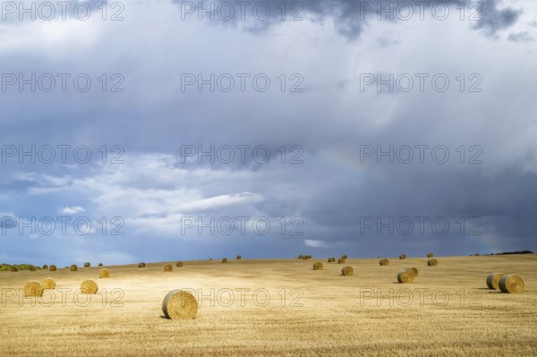 Straw bales on the Scottish fields, Southeast Scotland, UK