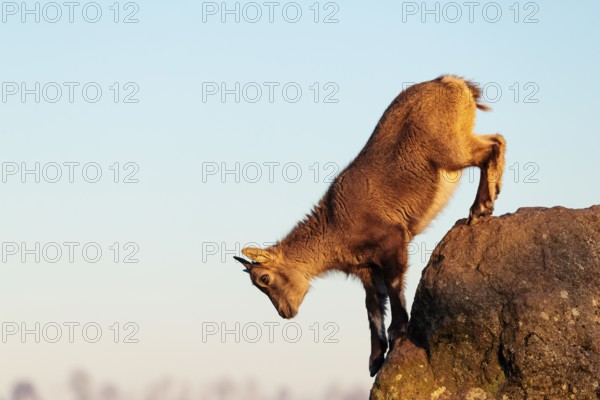 A young female ibex (Capra ibex) jumps from rock to rock. Morning light against a blue sky with
