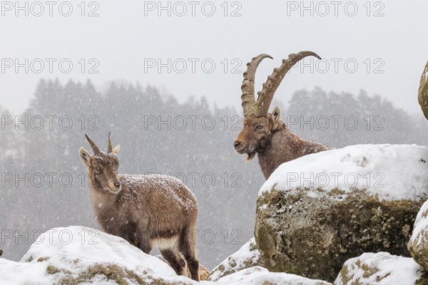 A male and a female ibex (Capra ibex) stand on a rock in the snowstorm. A forest can be seen dimly