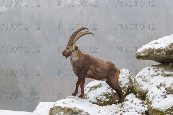 A male ibex (Capra ibex) stands on a rock in the snowstorm. A forest can be seen dimly in the