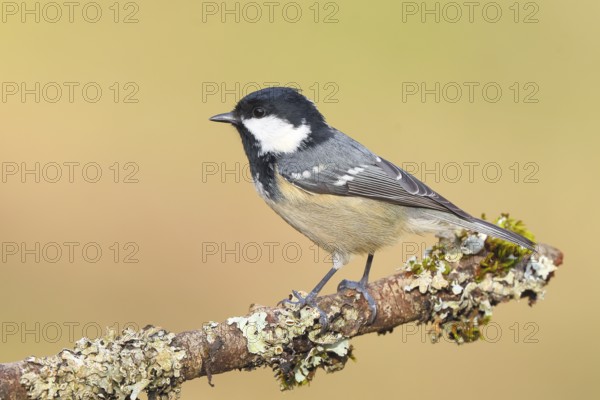 Fir tit (Periparus ater), sitting on a branch overgrown with moss and lichen, Wildlife, Animals,