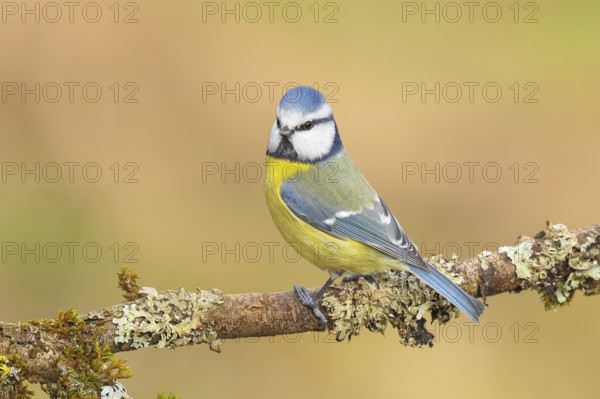 Blue tit (Parus caeruleus), sitting on a branch overgrown with moss and lichen, Wildlife, Animals,
