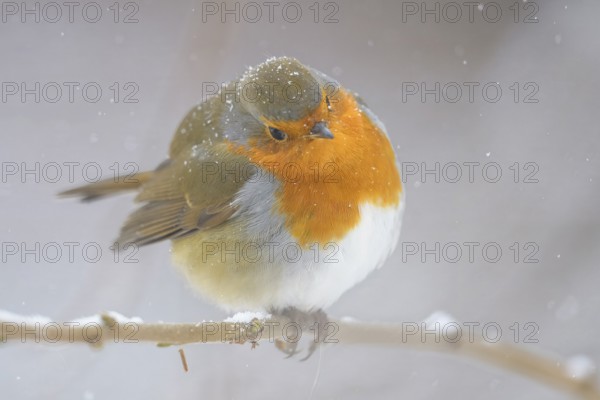 A robin (Erithacus rubecula) stands on a branch covered with snow in the background,