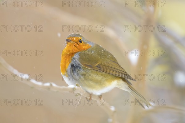 A robin (Erithacus rubecula) on a snow-covered branch in a wintry atmosphere, Dümmerniederung