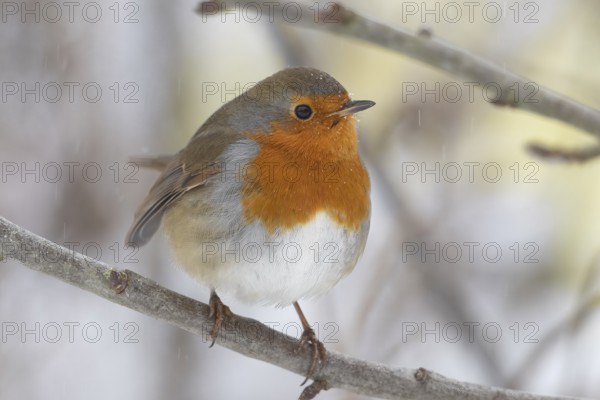 A robin (Erithacus rubecula) sits on a snow-covered branch, the blue-grey plumage contrasts with