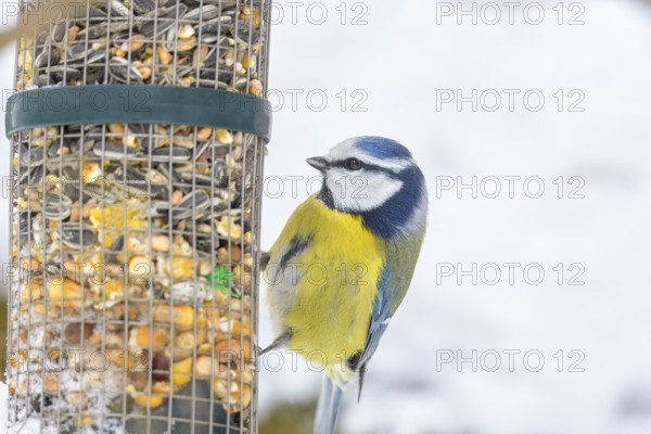 A blue tit (Cyanistes caeruleus) sitting at a feeder full of seeds in the snow, Dümmerniederung