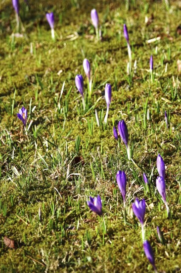 Beautiful crocus flower, early spring, Germany
