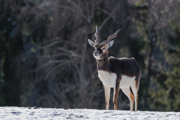 A male blackbuck (Antilope cervicapra) stands in a snow covered meadow on a sunny morning, backlit